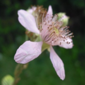 Rubus thyrsiflorus subsp. candicans (Weihe ex Rchb.) Boulay (Ronce blanchâtre)