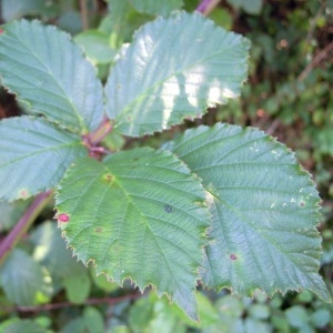 Photographie n°63998 du taxon Rubus elegantispinosus (A.Schumach.) H.E.Weber [1974]