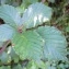  David Mercier - Rubus elegantispinosus (A.Schumach.) H.E.Weber [1974]