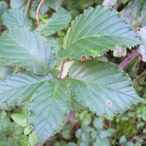 Photographie n°63999 du taxon Rubus elegantispinosus (A.Schumach.) H.E.Weber [1974]