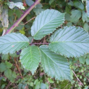 Rubus argenteus subsp. elegantispinosus A.Schumach. (Ronce)