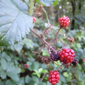 Photographie n°64003 du taxon Rubus elegantispinosus (A.Schumach.) H.E.Weber [1974]