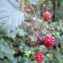  David Mercier - Rubus elegantispinosus (A.Schumach.) H.E.Weber [1974]