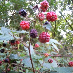 Photographie n°64004 du taxon Rubus elegantispinosus (A.Schumach.) H.E.Weber [1974]