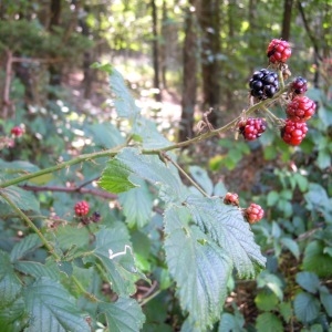 Photographie n°64005 du taxon Rubus elegantispinosus (A.Schumach.) H.E.Weber [1974]