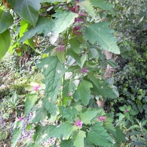  - Chenopodium giganteum D.Don [1825]