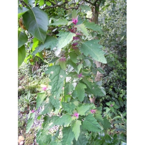 Chenopodium album subsp. amaranthicolor H.J.Coste & Reyn. (Chénopode couleur d'amarante)