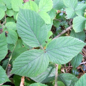 Photographie n°64077 du taxon Rubus pedemontanus Pinkw. [1898]