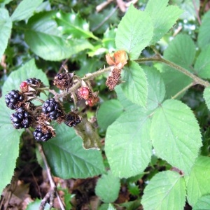 Photographie n°64081 du taxon Rubus pedemontanus Pinkw. [1898]