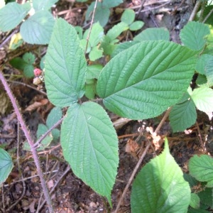 Rubus pedemontanus Pinkw. (Ronce du Piémont)