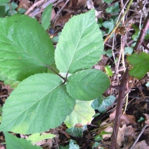 Rubus thyrsiflorus Weihe (Ronce)