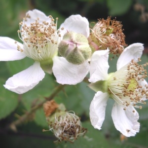 Rubus vinetorum Holandre