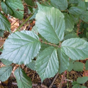Rubus infestus Weihe & Boenn. (Ronce)