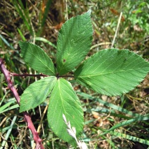 Rubus rhombifolius Weihe ex Boenn. (Ronce à fleurs blanches)