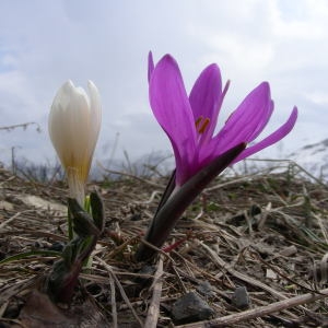 Bulbocodium vernum L. [1753] [nn11425] par Michel DÉmares le 09/05/2009 - Allos