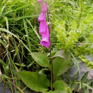 Photographie n°64204 du taxon Digitalis purpurea subsp. purpurea 