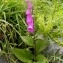  Alain Bigou - Digitalis purpurea subsp. purpurea 