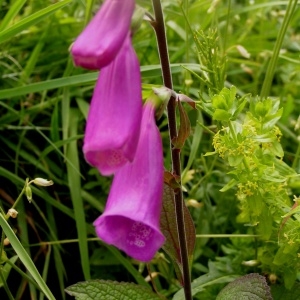 Photographie n°64205 du taxon Digitalis purpurea subsp. purpurea 