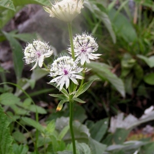 Photographie n°64207 du taxon Astrantia major L.