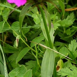 Photographie n°64208 du taxon Dianthus barbatus L.