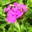  Alain Bigou - Dianthus barbatus L.