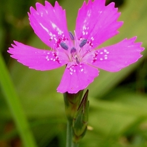 Photographie n°64210 du taxon Dianthus deltoides L. [1753]