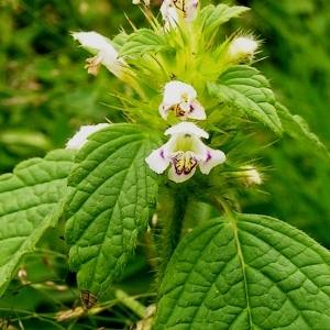 Photographie n°64211 du taxon Galeopsis tetrahit L. [1753]