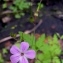  Alain Bigou - Geranium robertianum subsp. robertianum