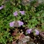  Alain Bigou - Clinopodium alpinum (L.) Kuntze [1891]