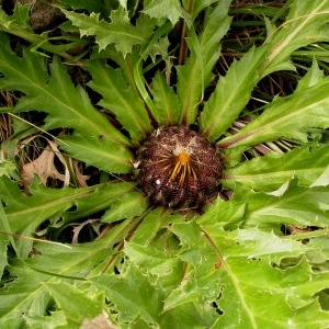 Photographie n°64225 du taxon Carlina acanthifolia subsp. acanthifolia