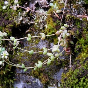 Photographie n°64226 du taxon Sedum dasyphyllum L. [1753]