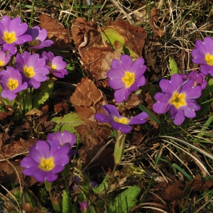 Photographie n°64231 du taxon Primula vulgaris subsp. rubra (Sm.) Arcang. [1882]