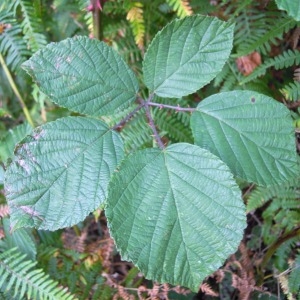 Rubus rhamnifolius Weihe & Nees (Ronce à feuilles de nerprun)