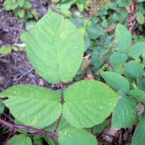 Rubus hypomalacus Focke (Ronce)