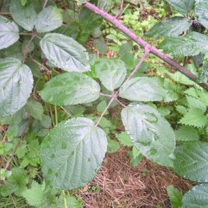 Rubus macrophyllus Weihe & Nees (Ronce à grandes feuilles)