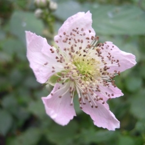 Rubus pubescens subsp. winteri (P.J.Müll. ex Focke) Nyman