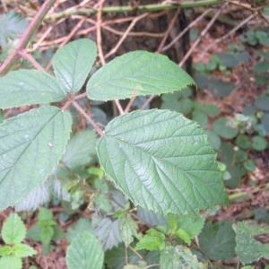 Rubus koehleri subsp. dasyphyllus W.M.Rogers