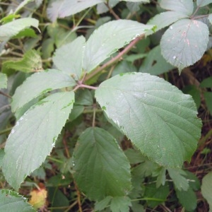 Photographie n°64334 du taxon Rubus schlechtendalii Weihe ex Link [1822]