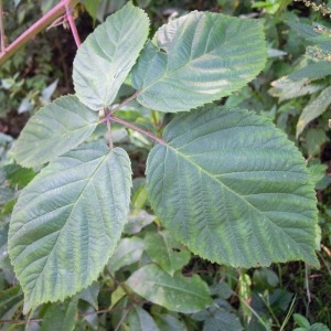 Rubus affinis subsp. ammobius (Buchenau & Focke) Sudre