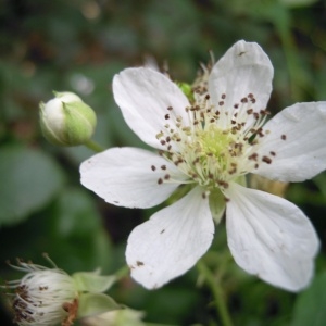 Rubus thyrsiflorus subsp. egregius (Focke) Nyman (Ronce)