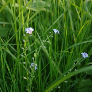 Photographie n°64432 du taxon Myosotis arvensis (L.) Hill [1764]