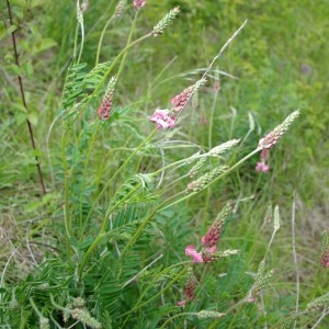 Photographie n°64436 du taxon Onobrychis viciifolia Scop. [1772]