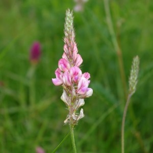Photographie n°64437 du taxon Onobrychis viciifolia Scop. [1772]