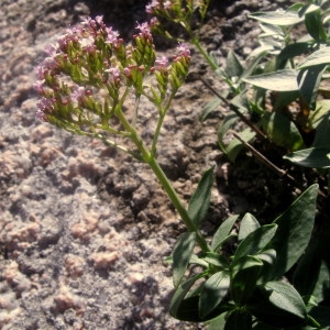 Photographie n°64445 du taxon Centranthus trinervis (Viv.) Bég. [1903]