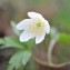  Valérie BRUNEAU-QUEREY - Anemone nemorosa L. [1753]