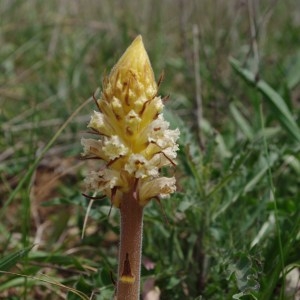 Photographie n°64451 du taxon Orobanche picridis F.W.Schultz [1830]