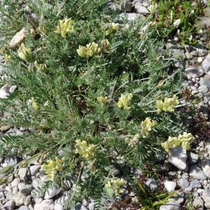 Photographie n°64452 du taxon Oxytropis campestris subsp. campestris 