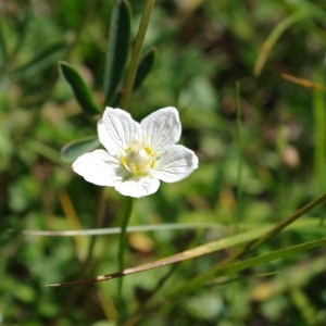 Photographie n°64456 du taxon Parnassia palustris L. [1753]