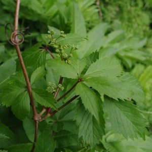 Photographie n°64458 du taxon Parthenocissus inserta (A.Kern.) Fritsch [1922]
