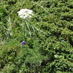 Photographie n°64461 du taxon Peucedanum palustre (L.) Moench [1794]